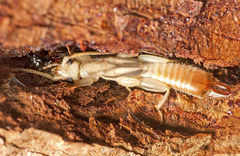 Cranopygia