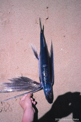 Exocoetidae