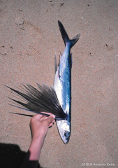 Exocoetidae