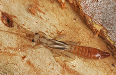 Cranopygia
