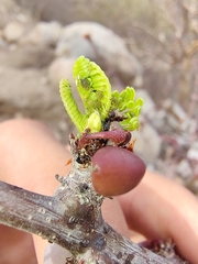 Bursera microphylla