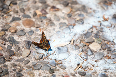 Euphydryas editha