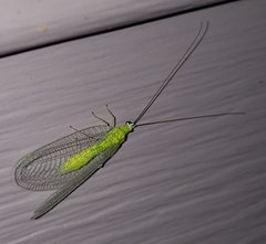 Ceraeochrysa lineaticornis