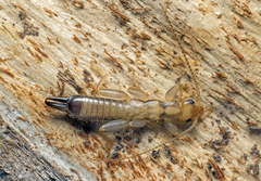 Cranopygia
