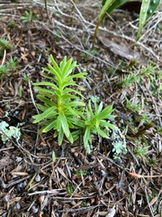 Phlegmariurus varius