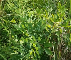 Baptisia alba macrophylla
