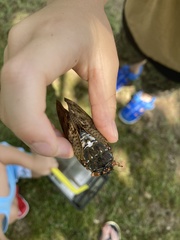 Graptopsaltria nigrofuscata