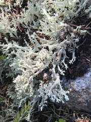 Cladonia boryi