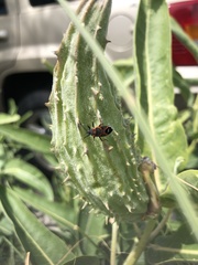 Lygaeus kalmii
