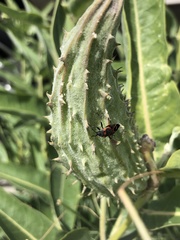 Lygaeus kalmii
