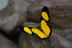 Cyllopoda jatropharia