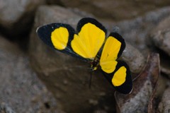 Cyllopoda jatropharia