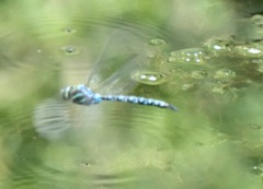 Aeshna tuberculifera