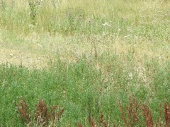 Rumex crispus