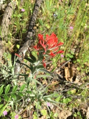 Castilleja foliolosa