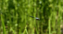 Aeshna tuberculifera