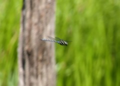 Aeshna tuberculifera