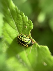 Calligrapha pantherina