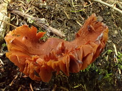 Cortinarius distans
