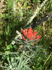 Castilleja foliolosa
