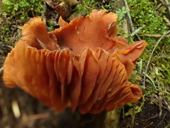 Cortinarius distans