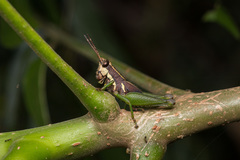 Leptomerinthoprora brevipennis image