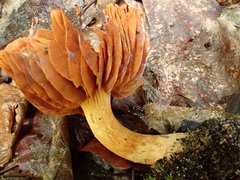 Cortinarius distans