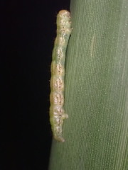 Epiphryne verriculata