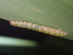 Epiphryne verriculata