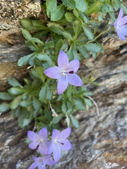 Campanula piperi