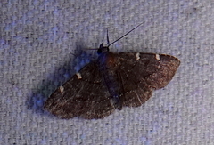 Antiblemma concinnula