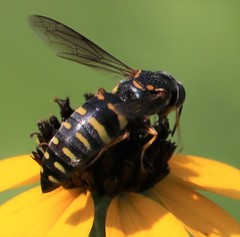 Bicyrtes insidiatrix