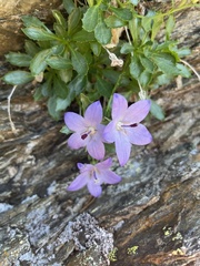 Campanula piperi