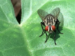 Sarcophagidae