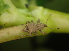 Chalepistes costifer