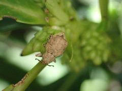 Chalepistes costifer