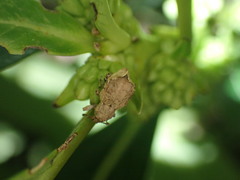 Chalepistes costifer