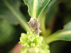 Chalepistes costifer