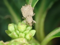 Chalepistes costifer