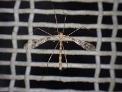 Austrolimnophila argus