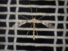 Austrolimnophila argus