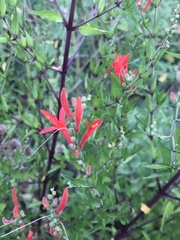 Anisacanthus