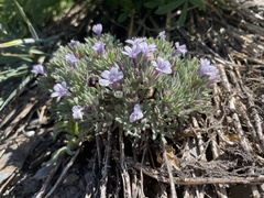Collomia larsenii