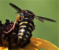 Bicyrtes insidiatrix