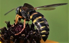 Bicyrtes insidiatrix