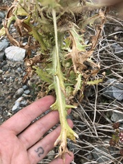 Cirsium foliosum