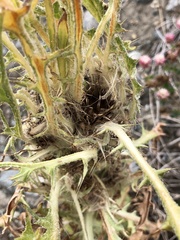 Cirsium foliosum