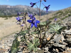 Delphinium glareosum