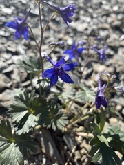 Delphinium glareosum