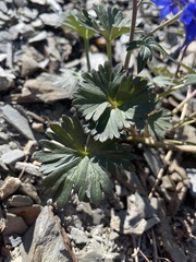 Delphinium glareosum